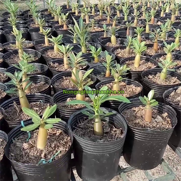 Chậu nhựa ươm cây 36x30 - 1kg