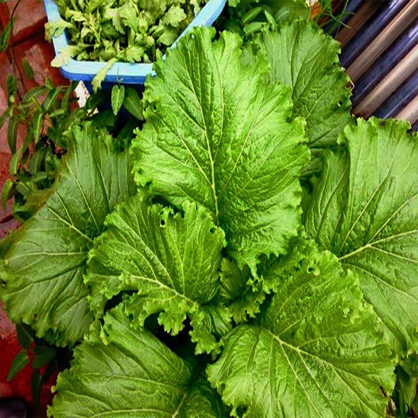 Hạt giống cải bẹ màu gà , cây to, lá to xanh màu non chuối, kháng sâu bệnh tốt, năng suất cao