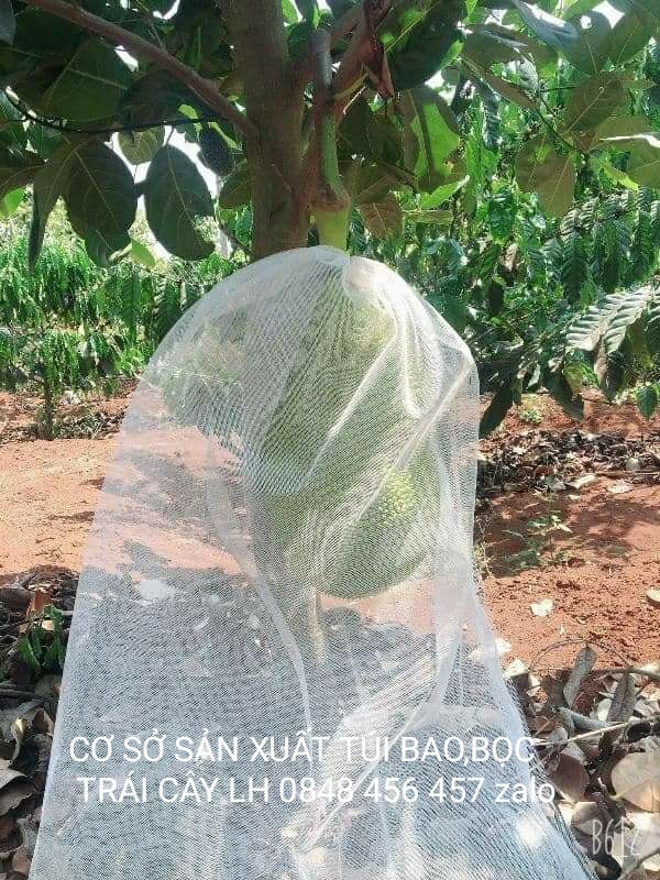 50 CÁI TÚI BAO ,BỌC MÍT THÁI KÍCH THƯỚC 50*70