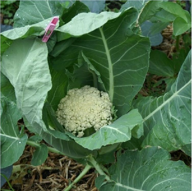 "Gói 0.2Gram "Hạt giống Súp lơ trắng [Seeds]