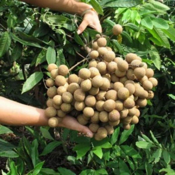 cây giống nhãn IDO