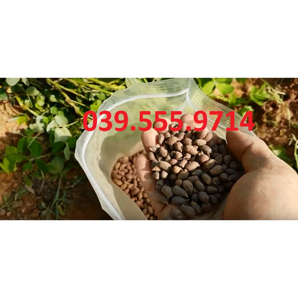 Hạt Giống Cỏ Lạc Dại – Cỏ Thảm Cảnh - Cỏ Đậu Phộng (Gói 100 Hạt)