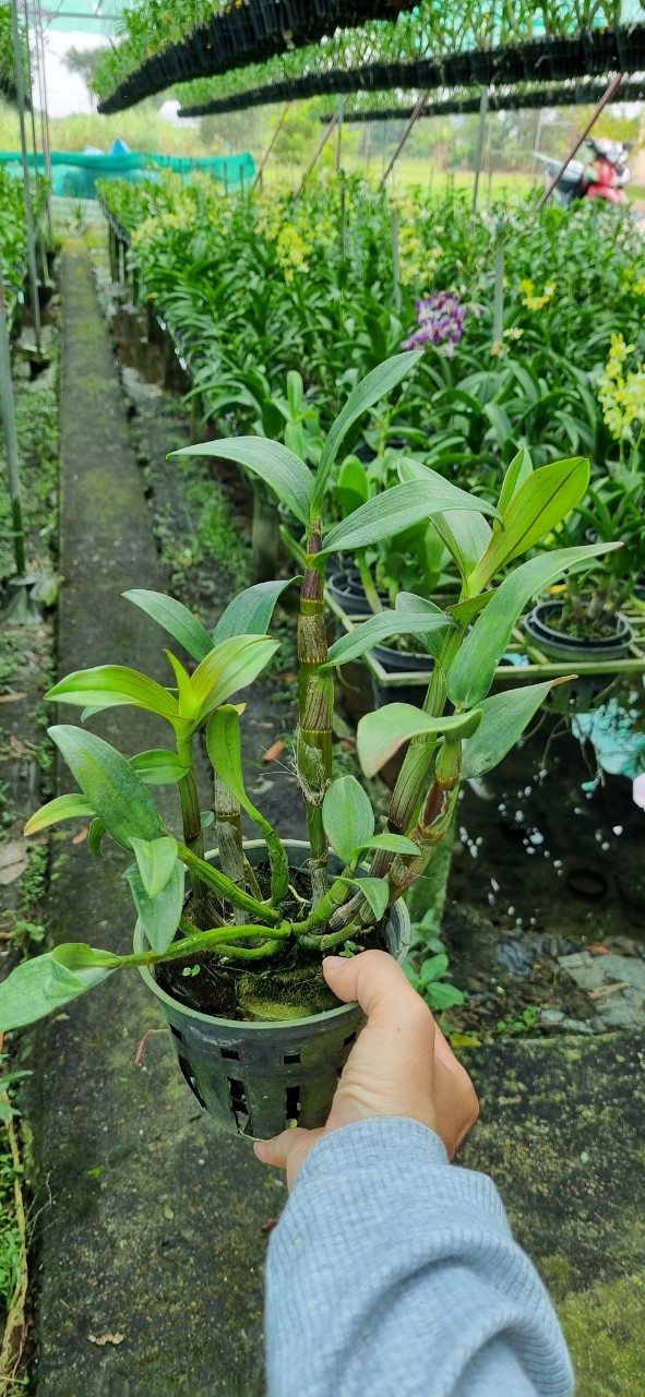 HOA LAN DAZANG HỒNG XƯA
