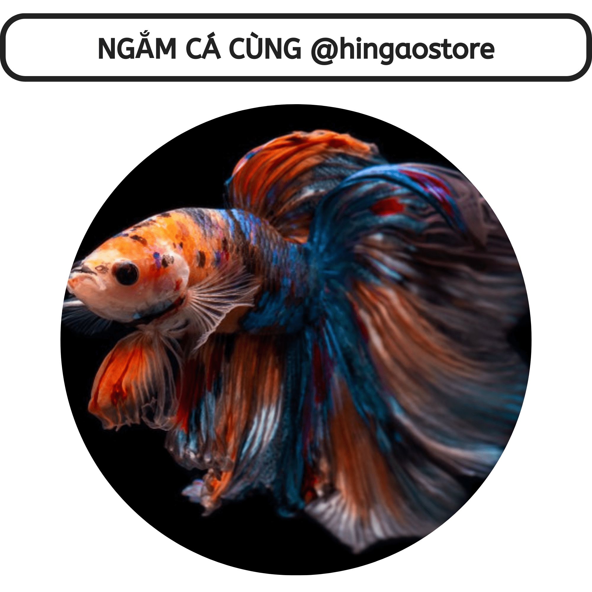 Gói hút ẩm - Gói chống ẩm | Hingaostore.