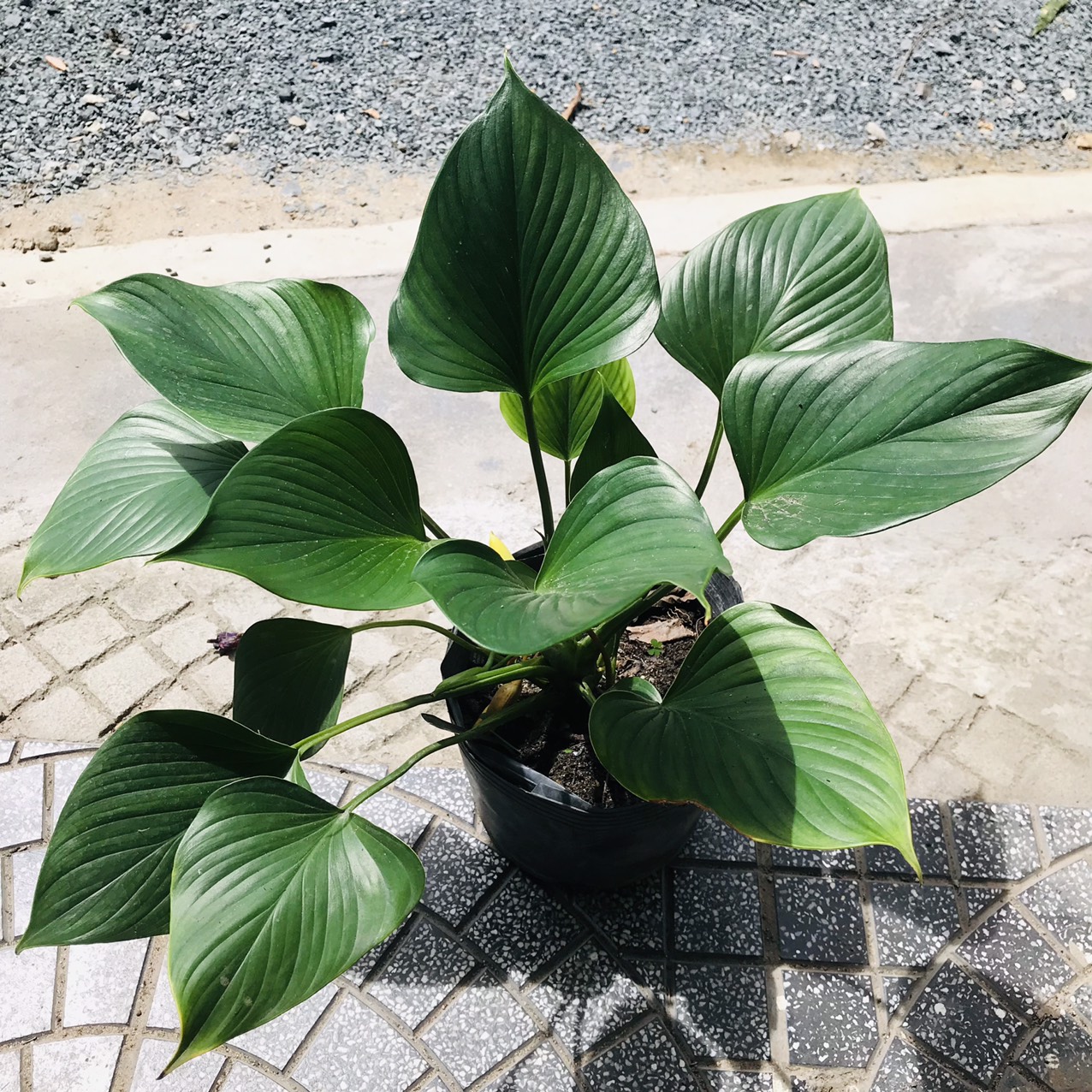 Cây Thanh Tâm Cây Giống Khỏe