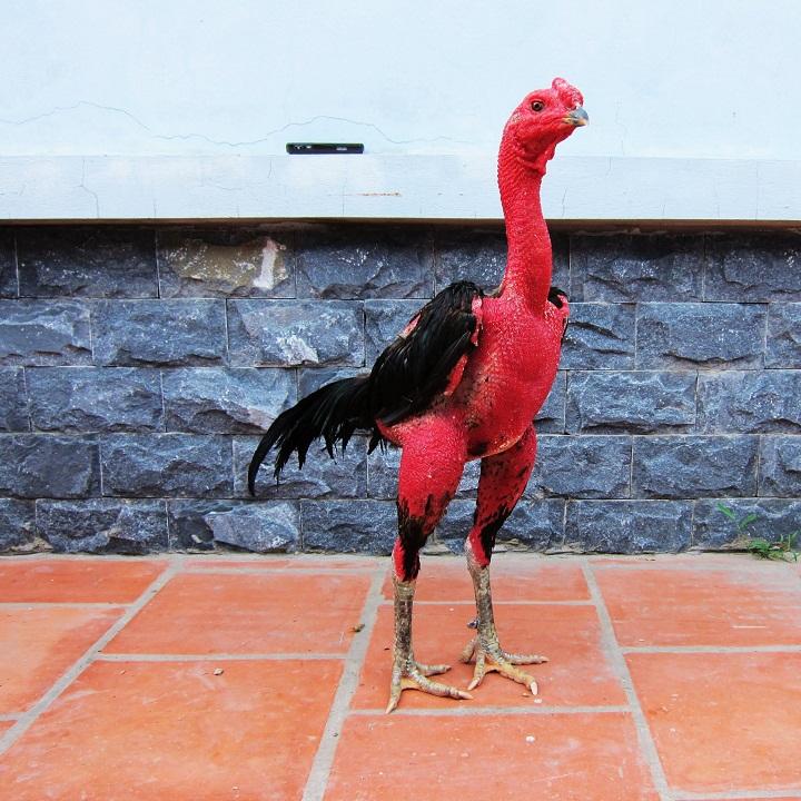 TẠ ĐEO CHÂN CHO GÀ CHỌI