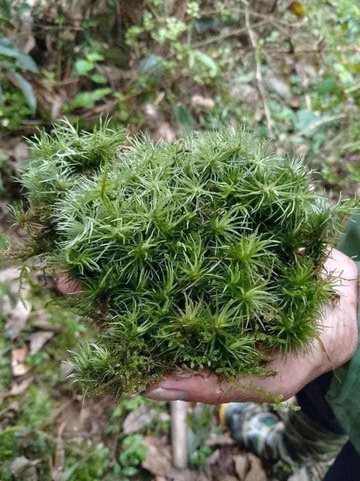 Rêu cỏ mây Giganteum dùng làm terrarium