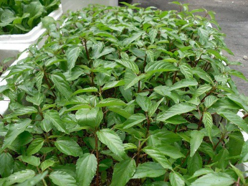 Hạt Rau Đay Đỏ - Gói 10 Gram