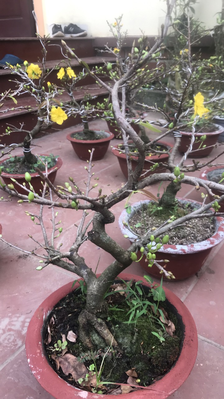 Cây mai vàng chơi tết đang nụ và hoa zalo 096 500 8983 để chọn cây khách thích