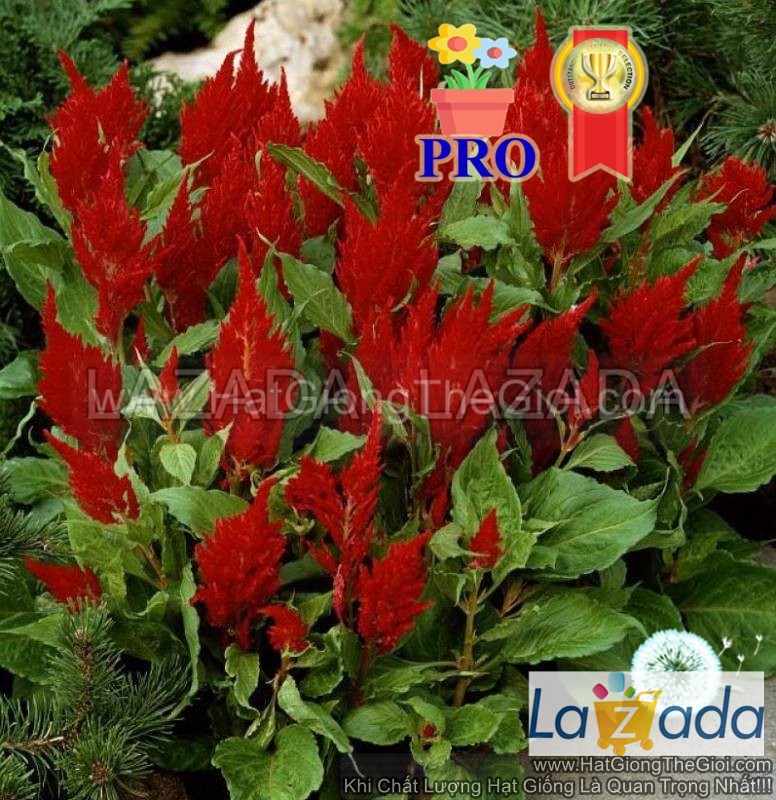 100h Hạt Giống Hoa Mào Gà Lửa Fresh Look Đỏ F1Pro (| -KD: B36*X68*M234)
