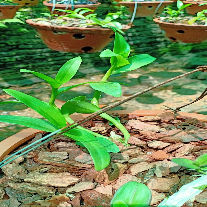 Hoa phong lan phi điệp - 6 mắt thái bình( cây cao 15cm )