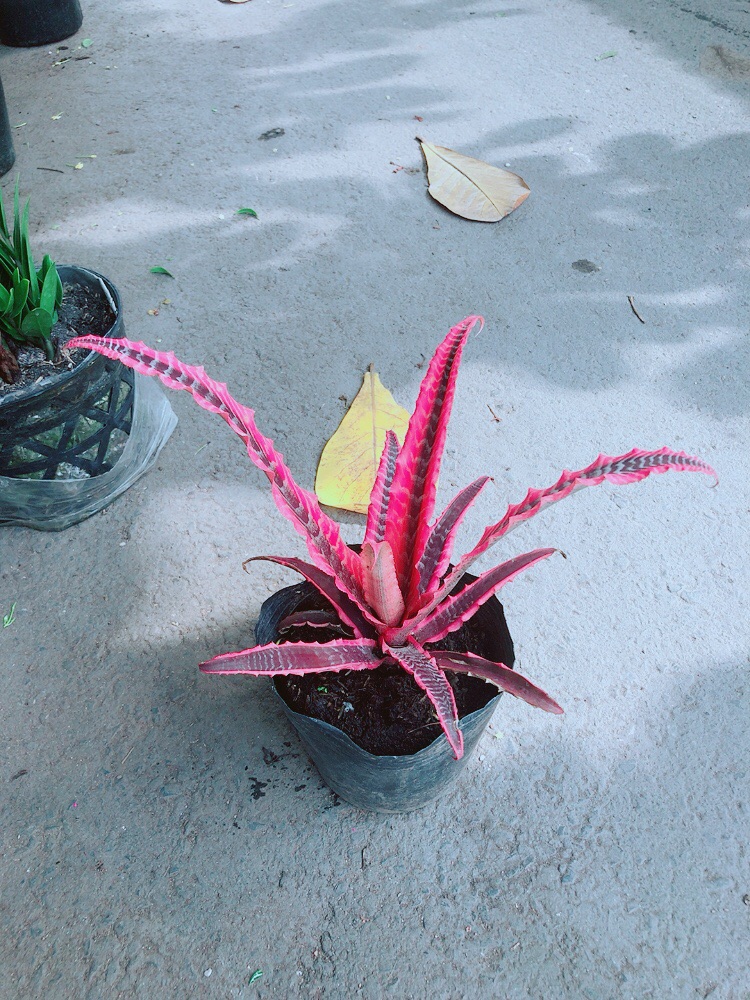 [HCM]Cây Dứa Đuôi Công