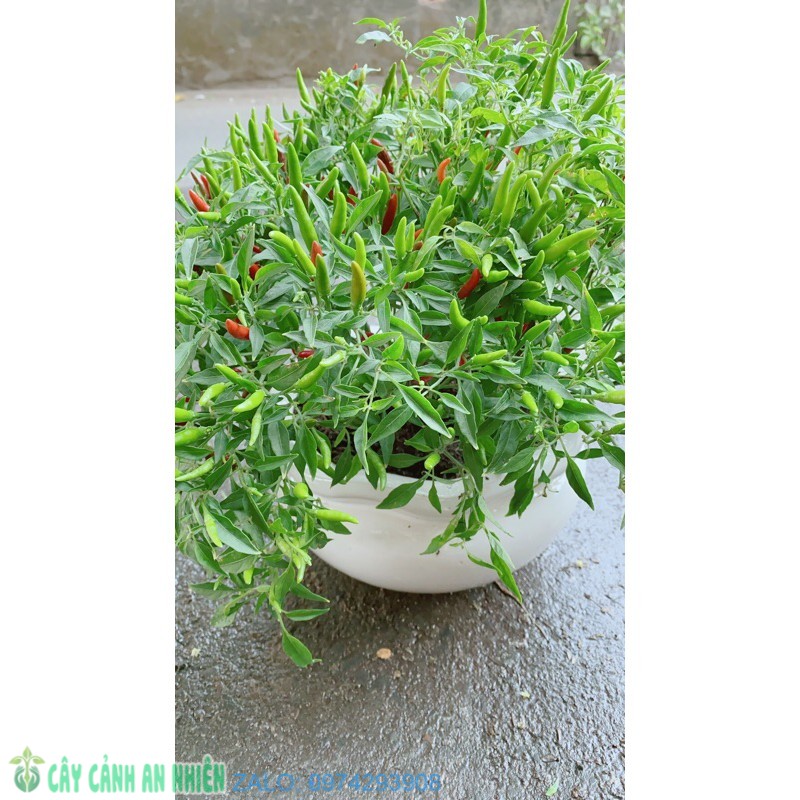 Chậu cây ớt hiểm