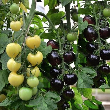 Hạt Giống Cà Chua Cherry Đen Lai F1 Sai Trái (0.1gr)