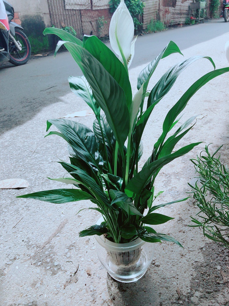 [HCM]Chậu Lan Ý Thuỷ Sinh