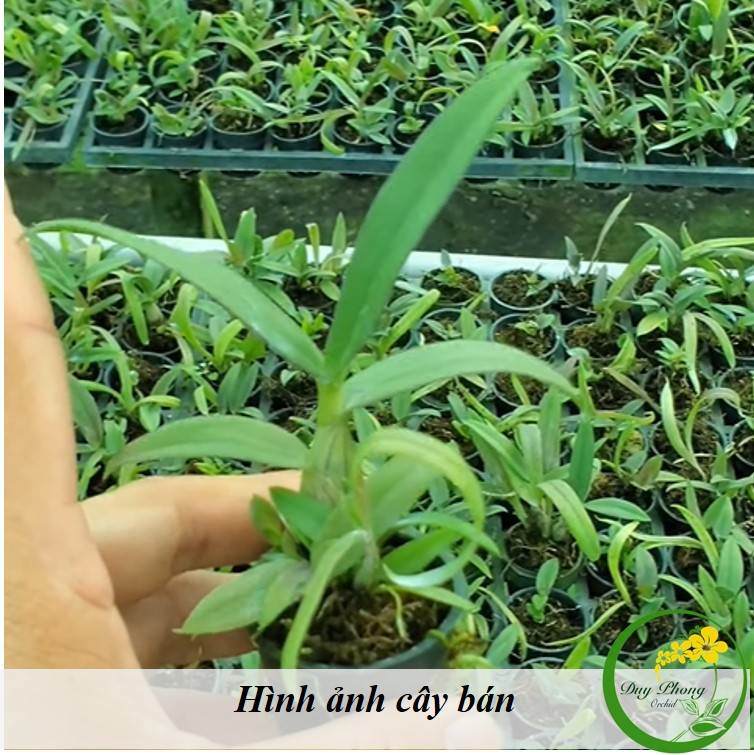 DENDRO MINI CHỚP