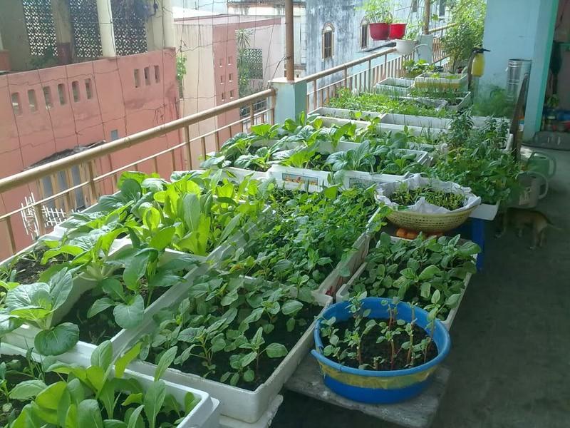 Hạt giống Dền khoang cao sản ( 20gr/gói )