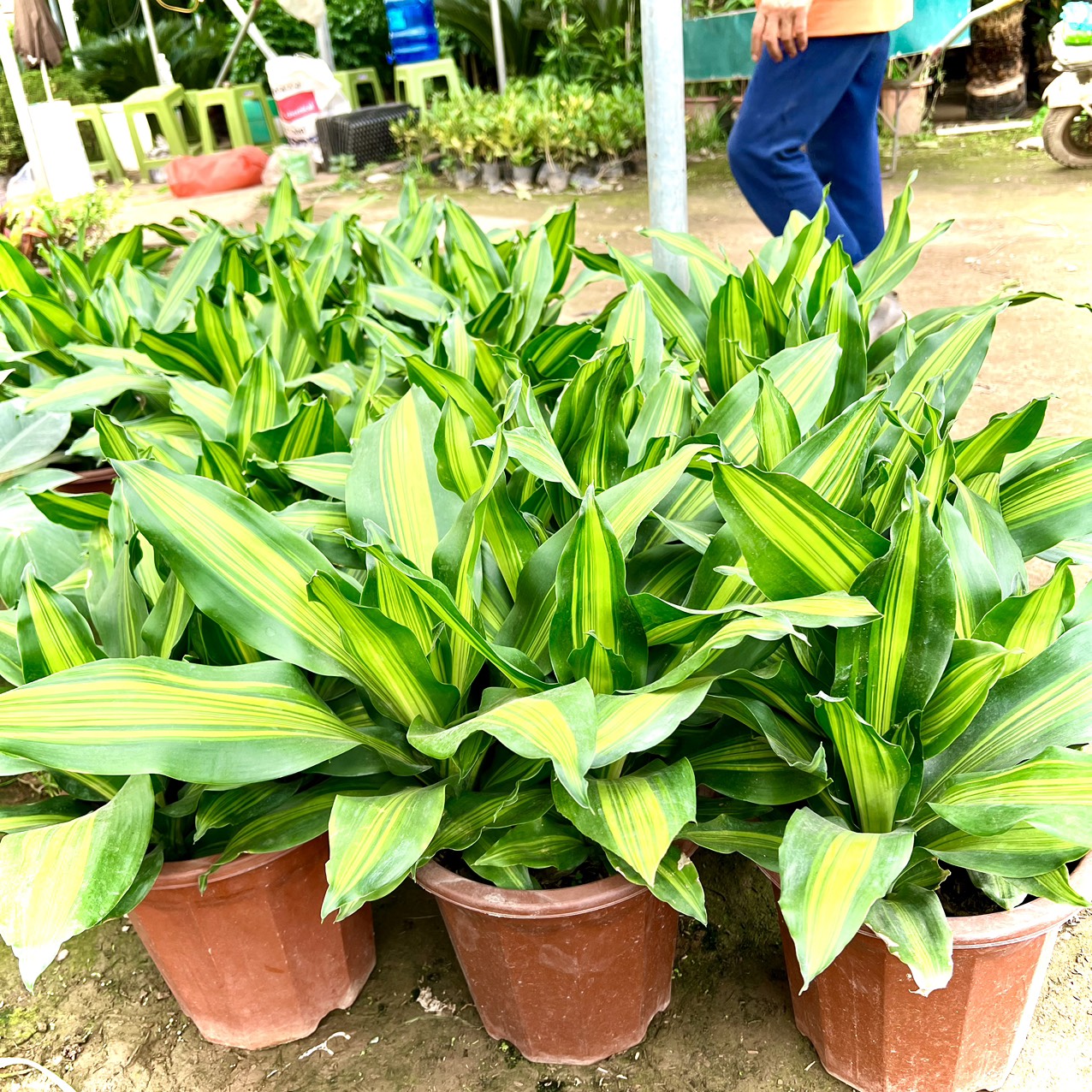 Chậu ba cây thiết mộc lan tam lộc (ảnh thật)