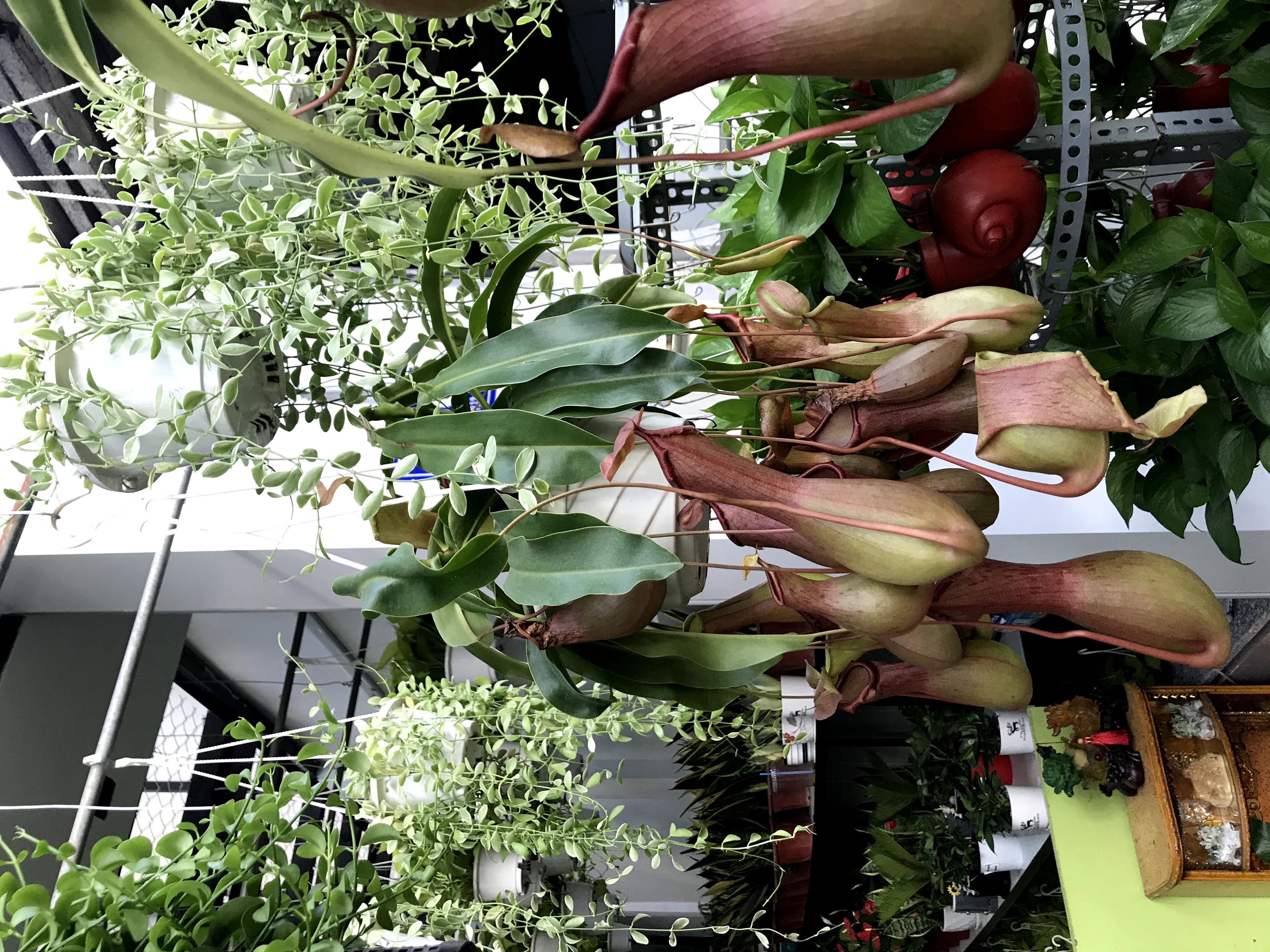 Chậu treo cây Nắp Ấm