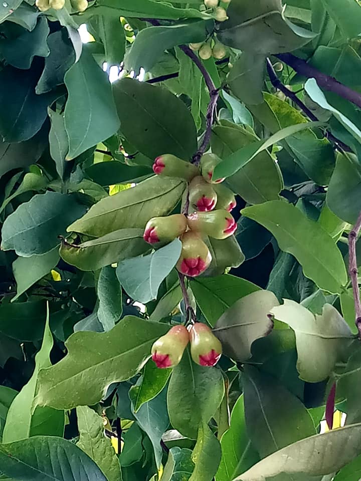 CÂY GIỐNG ROI ĐỎ (MẬN ĐỎ AN PHƯỚC)