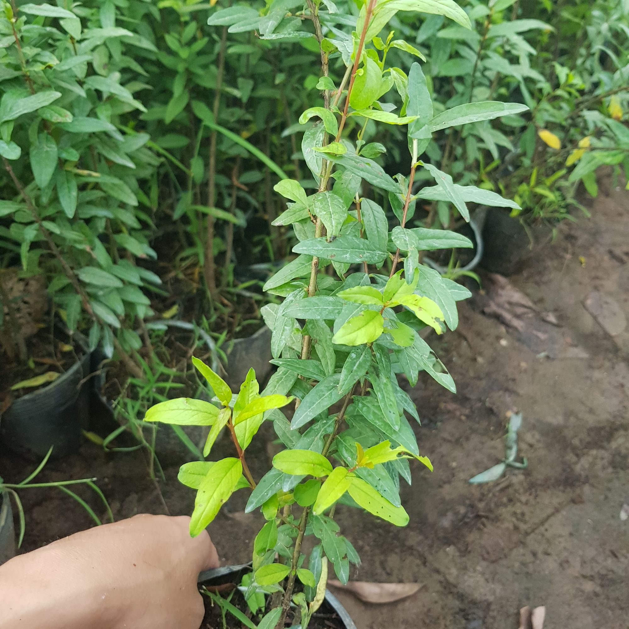 Cây giống lựu đỏ siêu quả