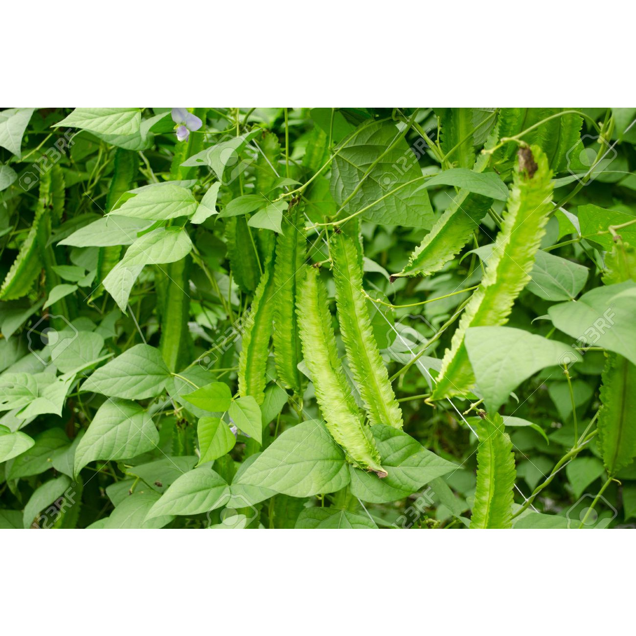 HẠT GIỐNG ĐẬU RỒNG ( GÓI 15 gram)