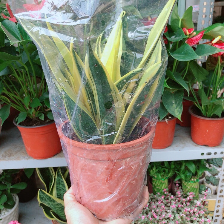 Lưỡi hổ hoàng kim