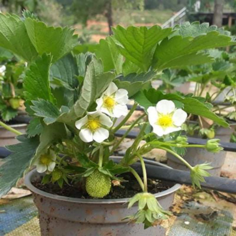 cây dâu tây đang hoa và quả