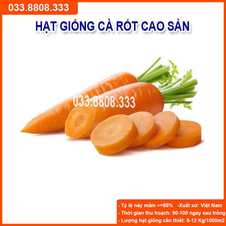 Hạt giống củ cà rốt - củ to dài đặc ruột