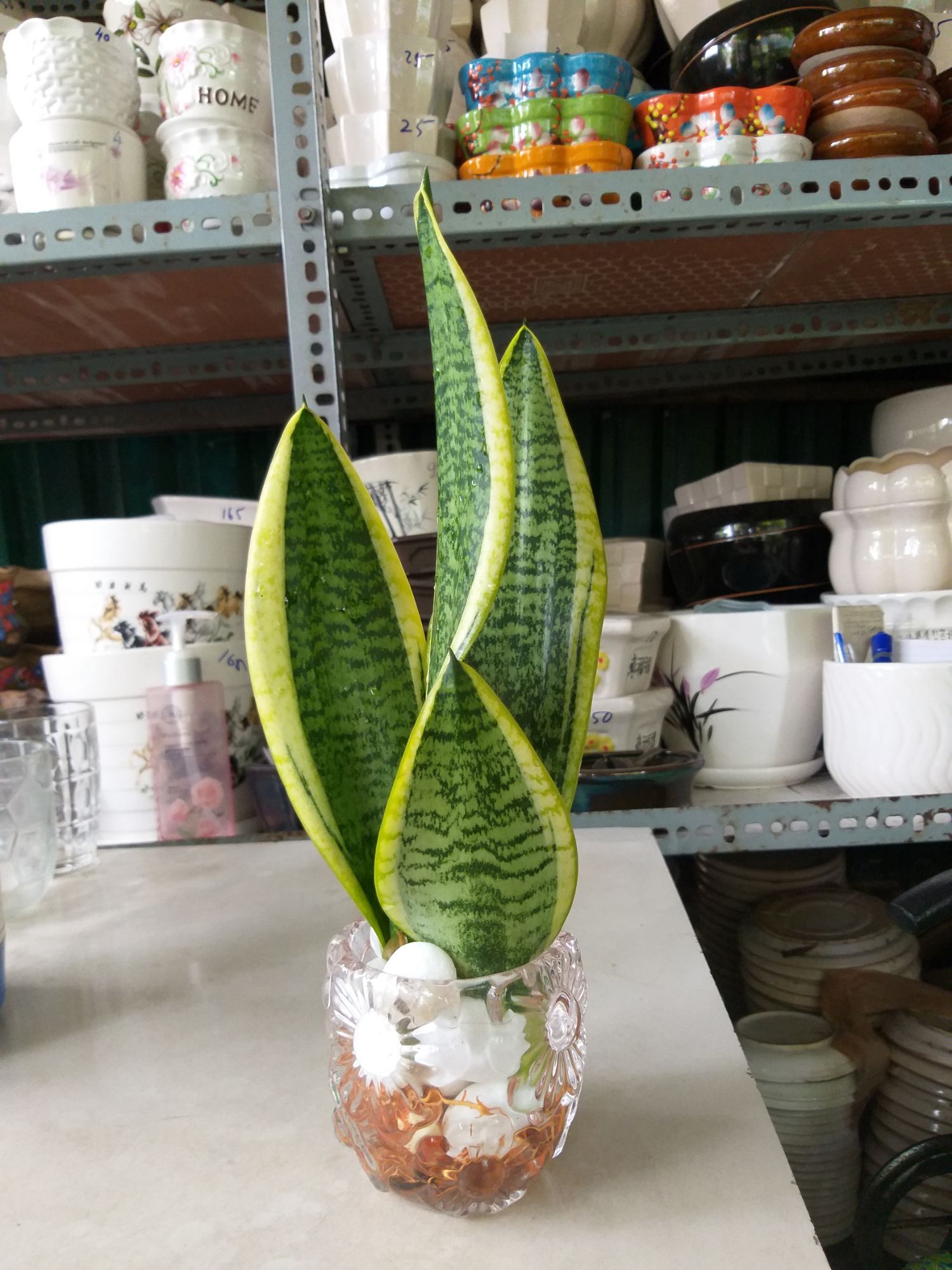 [HCM]Cây Lưỡi Hổ Thái trồng thủy sinh