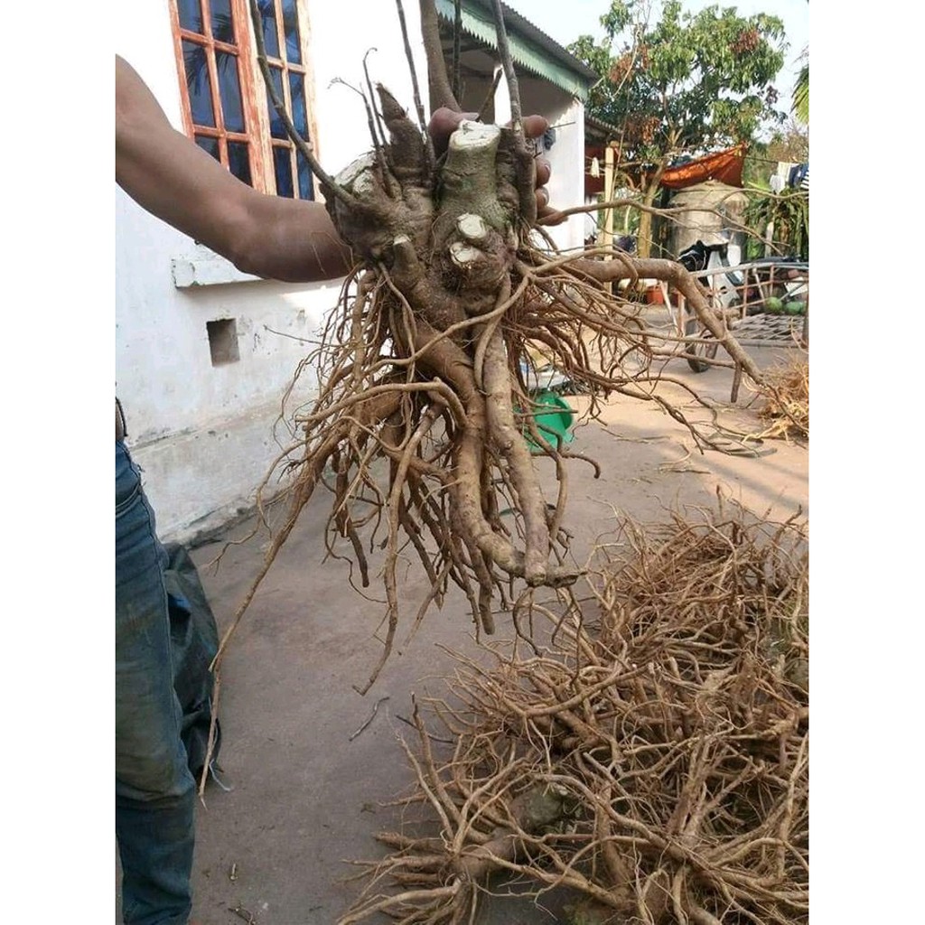 Thân Đinh Lăng Khô ( Thái Lát 1kg) loại 01