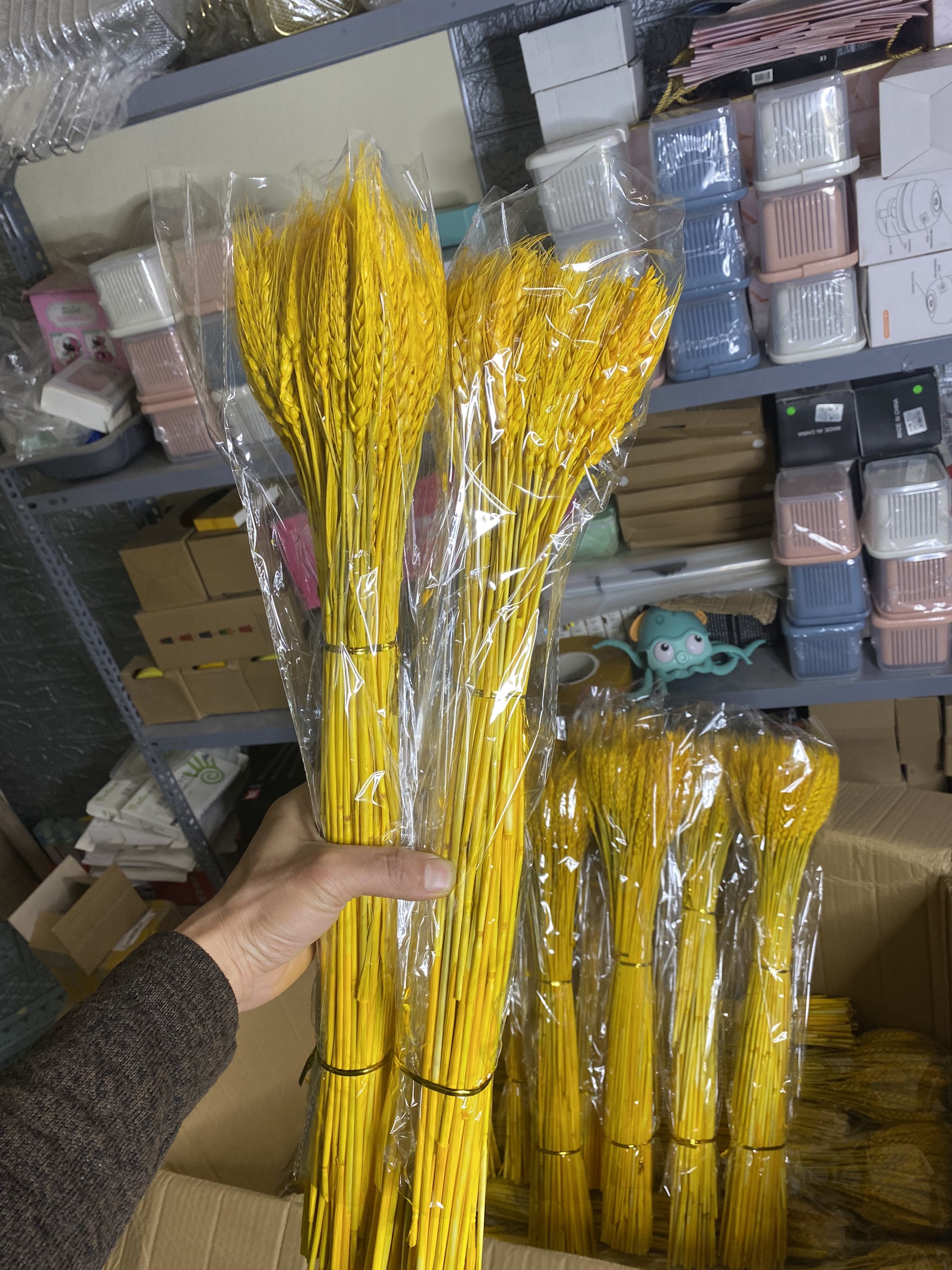 Hoa Lúa Mạch Khô Thật 100 Bông Màu Vàng , Bông Hoa Lúa Mạch Trang Trí Decor