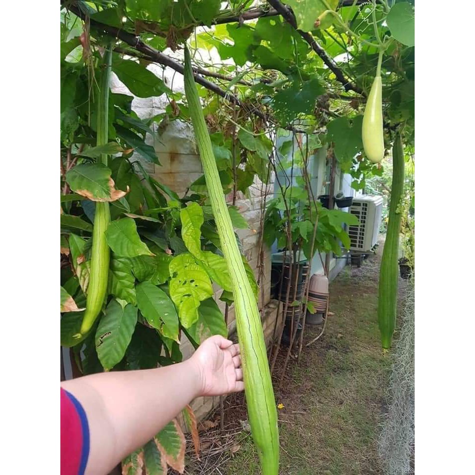 Hạt Giống Mướp Siêu Dài Thái Lan
