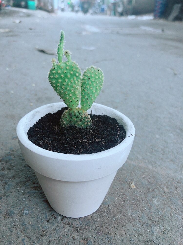 Chậu Xương Rồng Tai Thỏ Mini