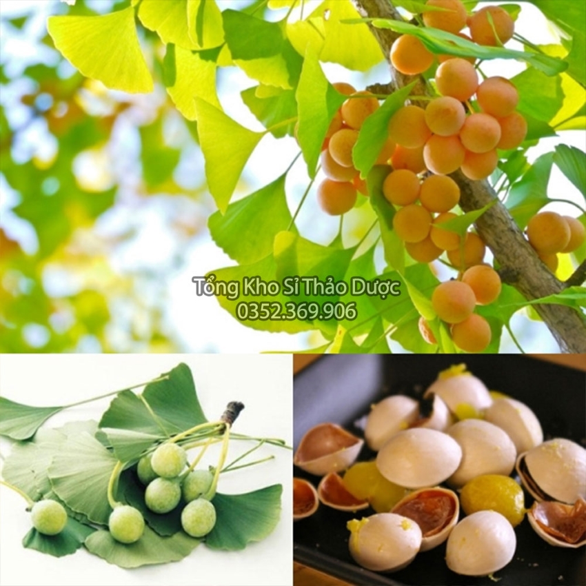 Dried Ginkgo Biloba 1kg