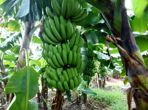 ÂY GIỐNG CHUỐI TÂY LÙN THÁI LAN SIÊU QUẢ