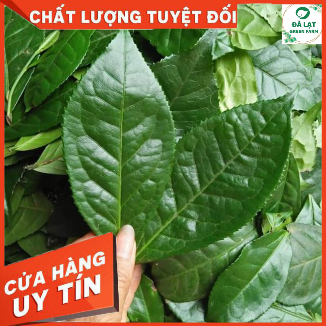 HẠT GIỐNG CÂY TRÀ XANH/CHÈ XANH_10 HẠT