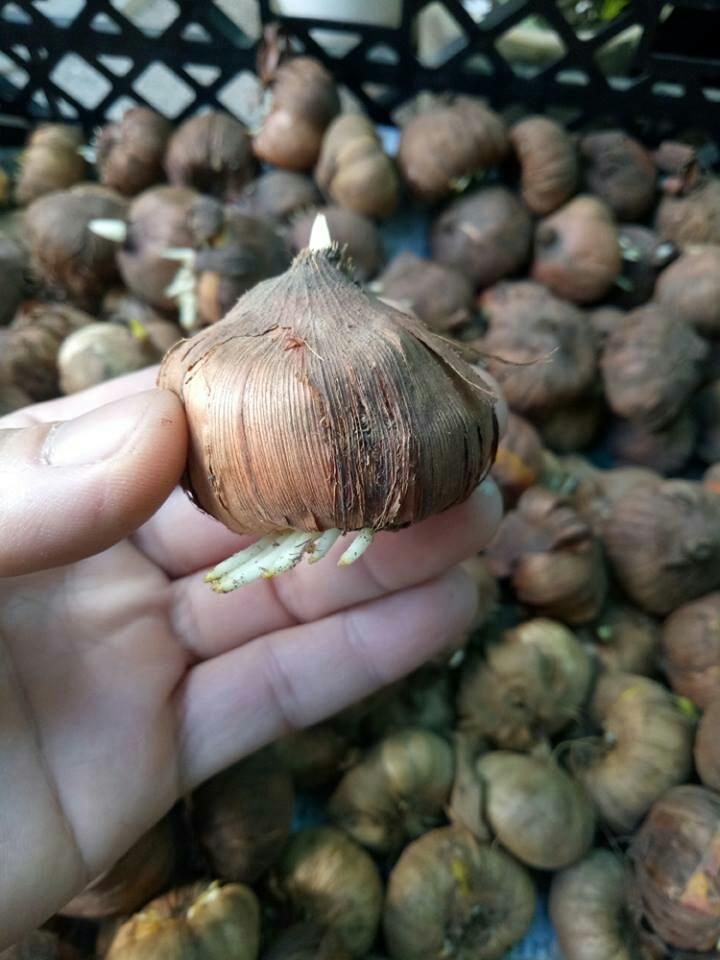 Củ giống lay ơn