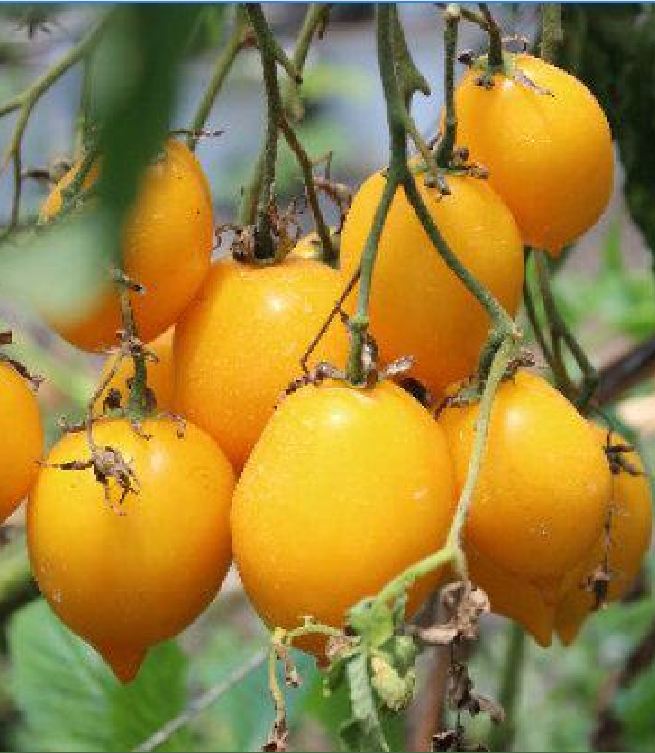 Hạt giống cà chua trái tim vàng - gói 30 hạt