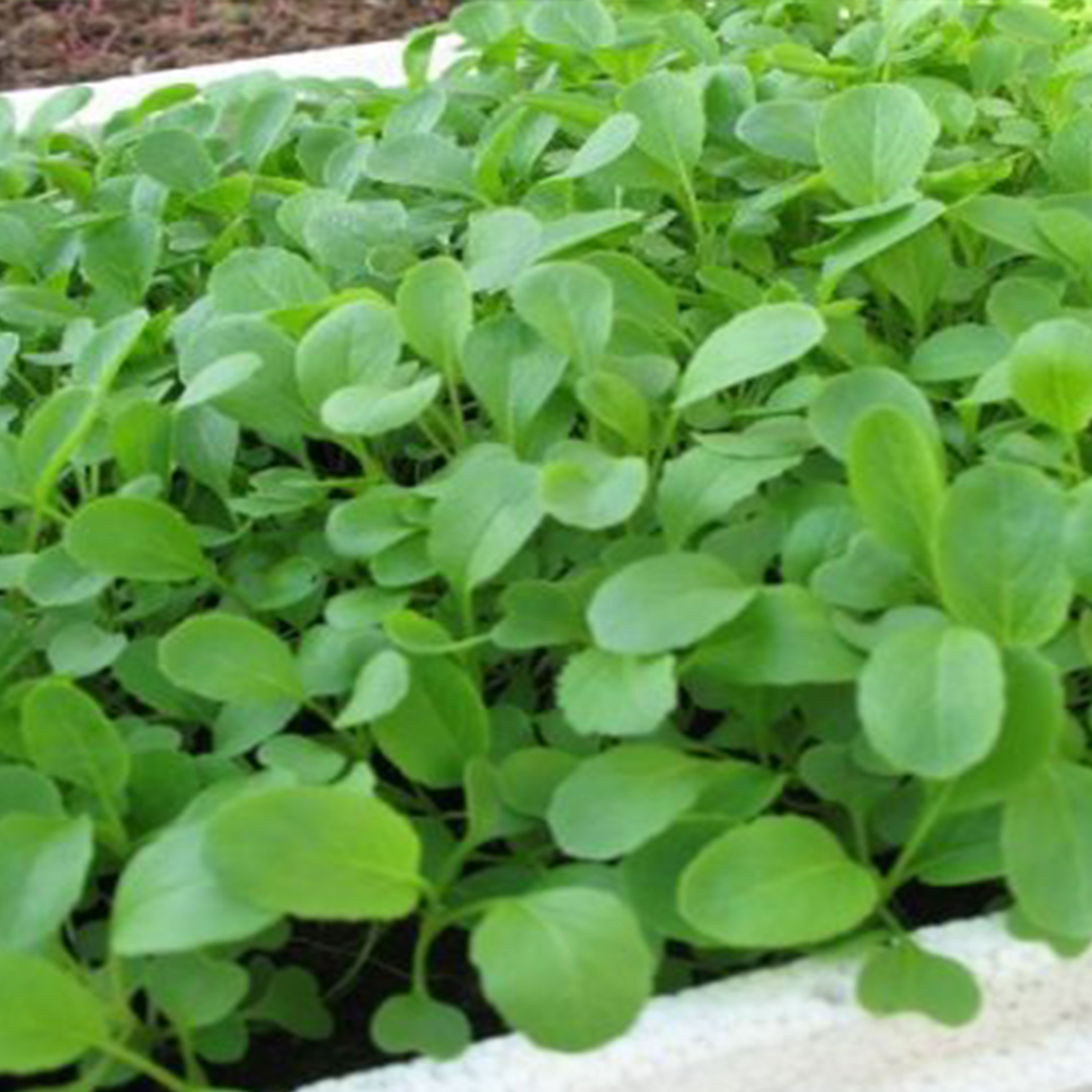 Hạt giống cải ngọt ăn non - 10gram/gói - VTNN2