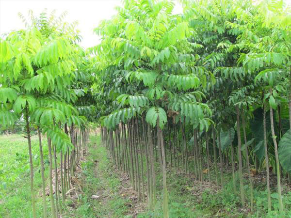 Cây GIỐNG SẤU [ CÂY GHÉP CHO QUẢ SỚM ]