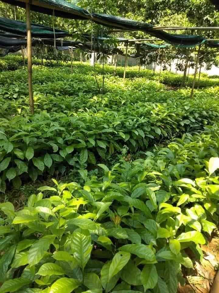 Cây dổi ghếp giống