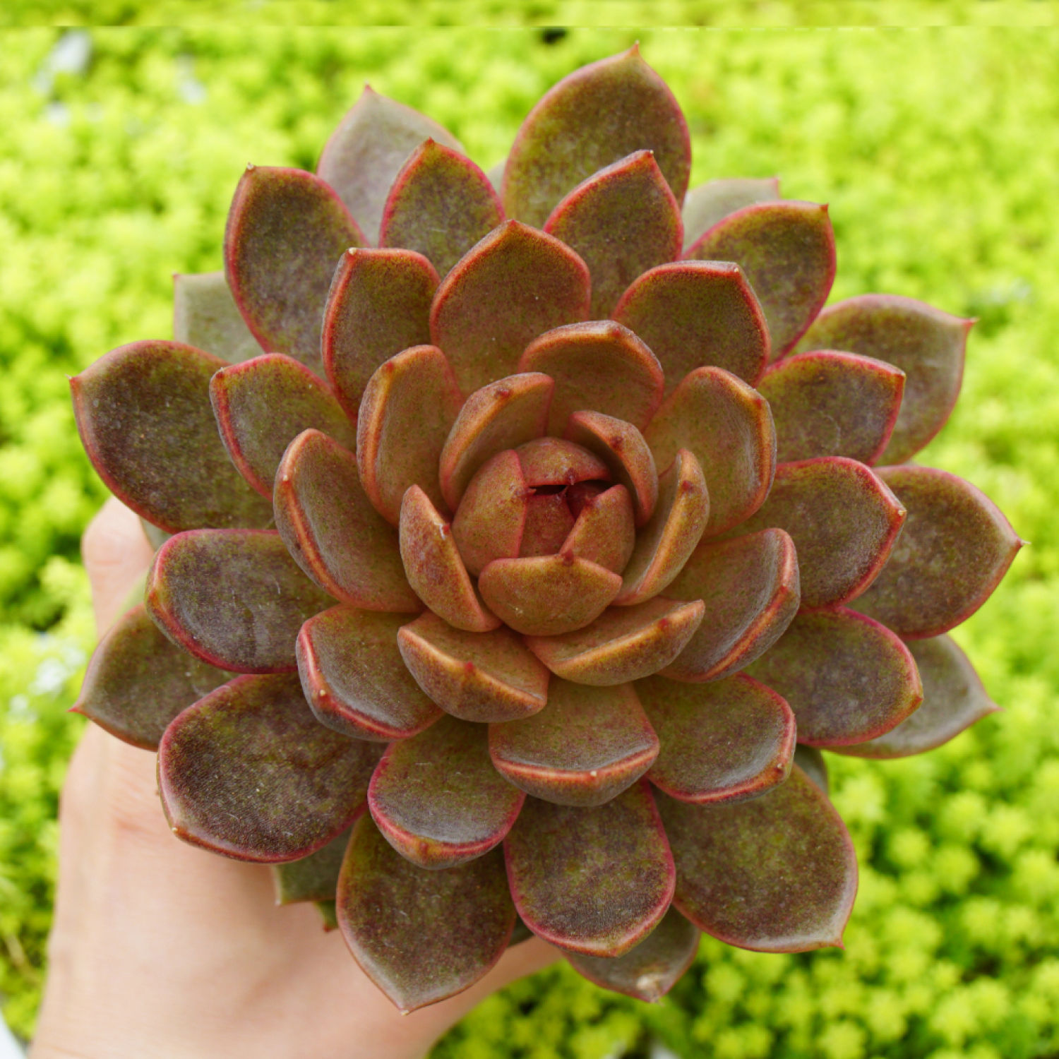 Sen Đá Black Queen Size 10-12cm, Sen Đá Để Bàn, PANDAA GARDEN Xứ Đà Lạt Thuần Chủng Thích Nghi Mọi Khí Hậu, Lỗi 1 Đổi 1