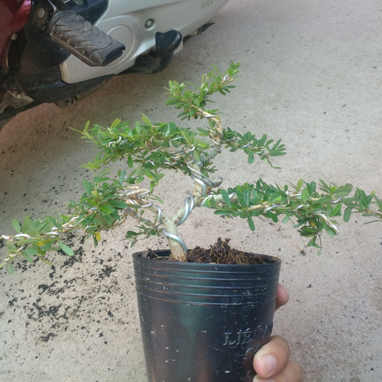 Linh sam 86 mini THẾ BONSAI CỰC ĐẸP