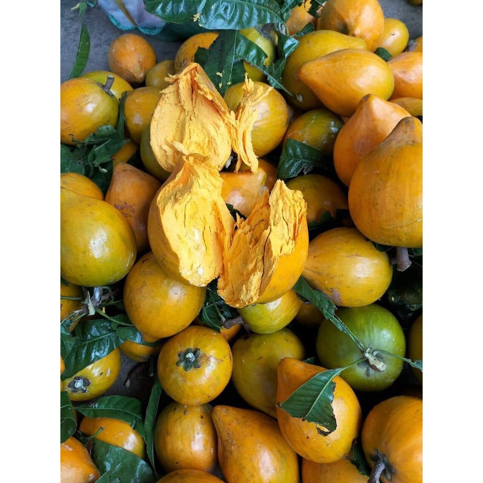 Cây Giống Lêkima (Trứng Gà) chuẩn giống