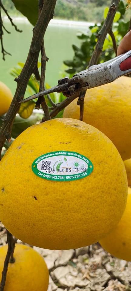Bưởi diễn hữu cơ mộc ân