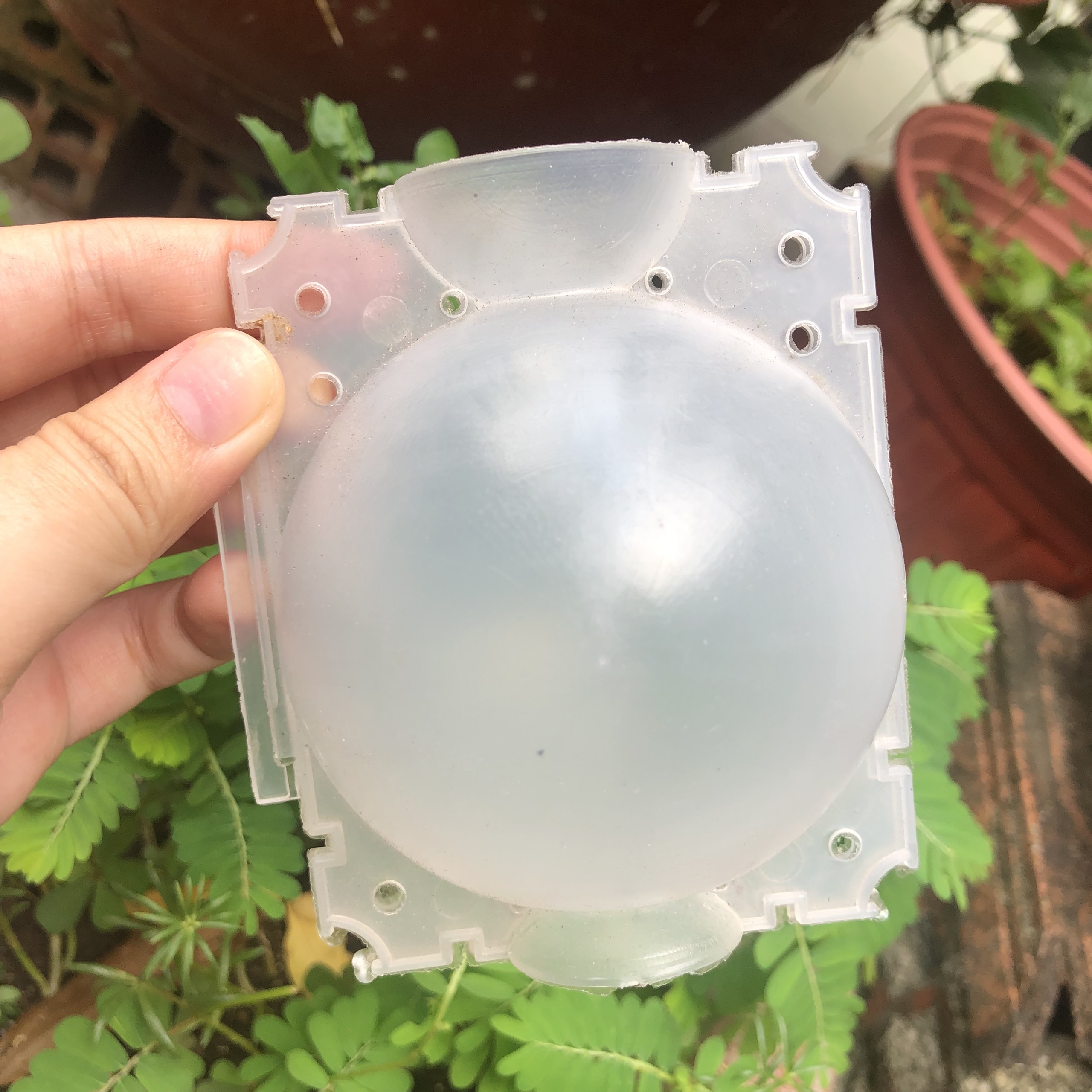 Bầu chiết cây - SIZE M (10CM)