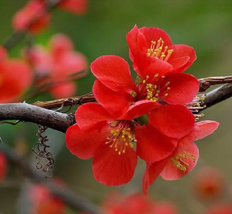 Hạt giống hoa mai Trung Quốc hoa đỏ - Gói 5 hạt
