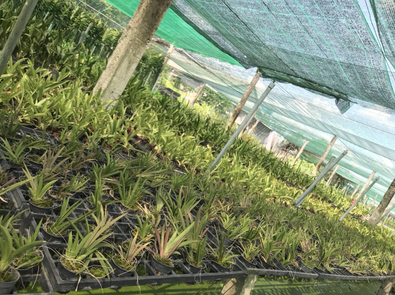 Hoa lan vũ nữ bút chì cây giống