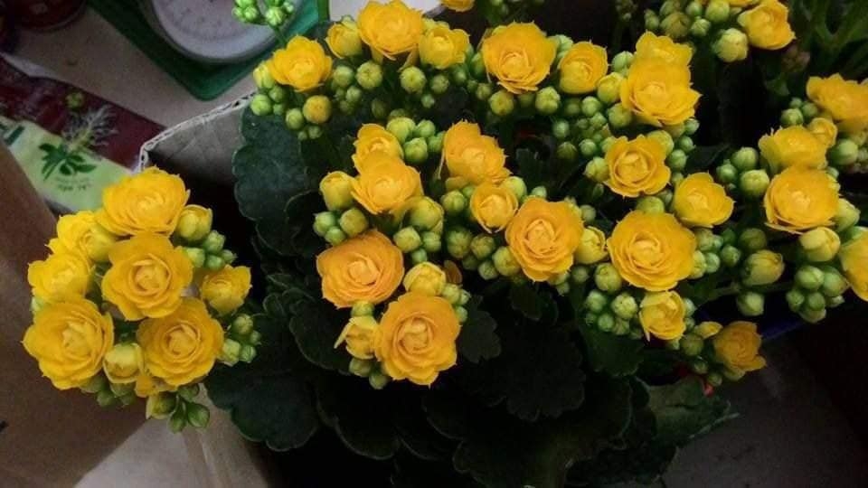 Cây sông đời kép